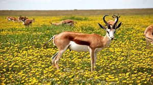Springbok-gefuehrte-reisen-namibia